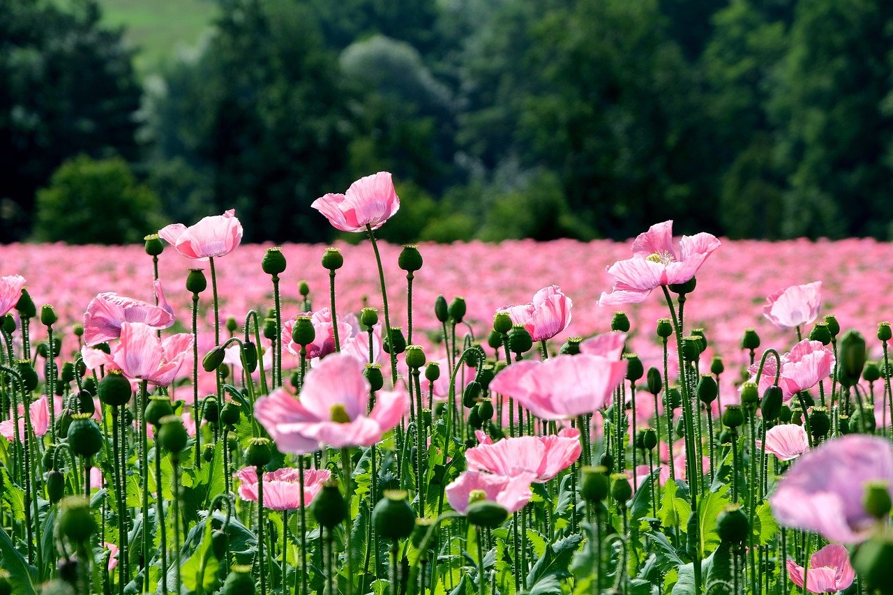 poppy, flowers, field